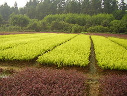 江苏沭阳金辉绿化苗木场 产品展示 全球花木网加盟会员