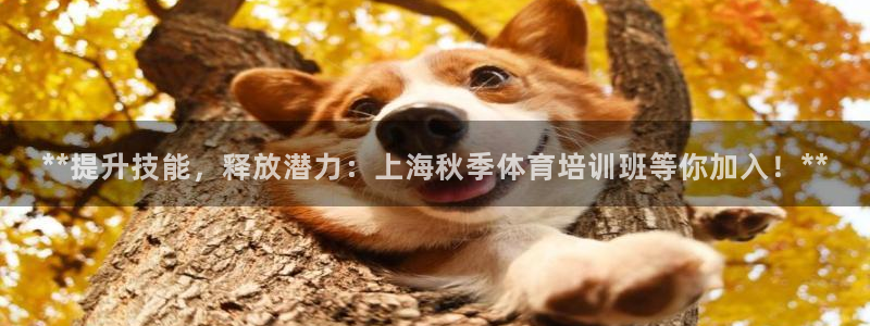 耀世娱乐老板是哪里人：**提升技能，释放潜力：上海秋